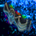 Cosmic Diviner Belt